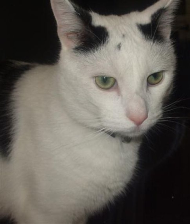 Picture of a cat / kitten / feline