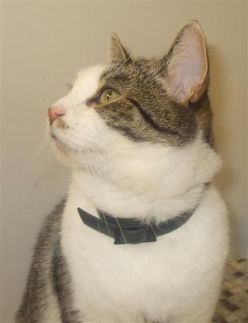 Picture of a cat / kitten / feline