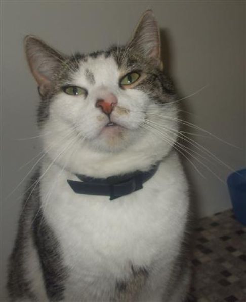 Picture of a cat / kitten / feline