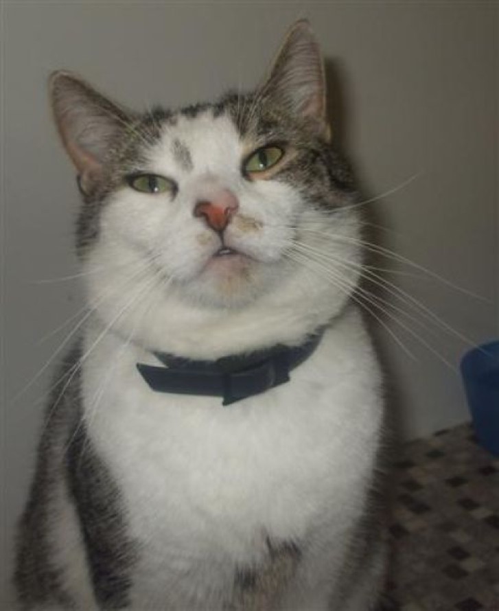 Picture of a cat / kitten / feline