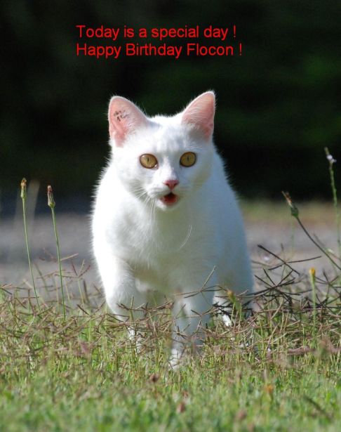 Picture of a cat / kitten / feline