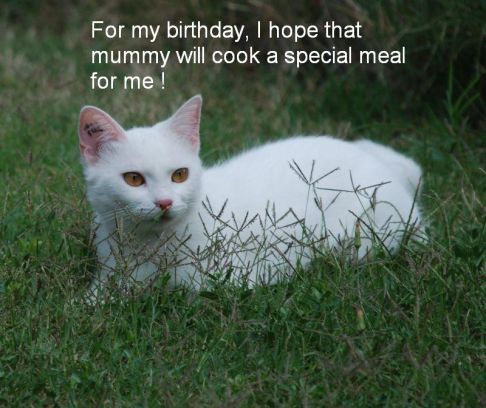 Picture of a cat / kitten / feline