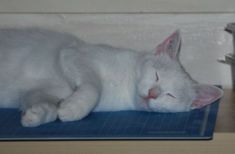 Picture of a cat / kitten / feline