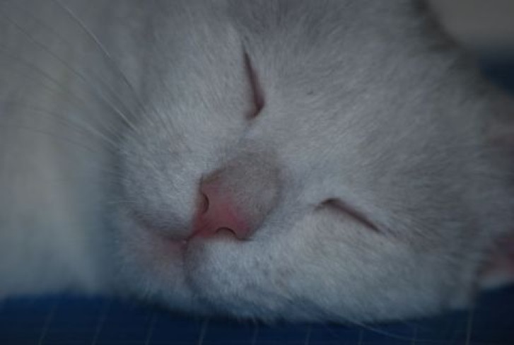 Picture of a cat / kitten / feline