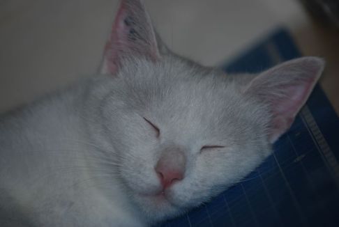 Picture of a cat / kitten / feline