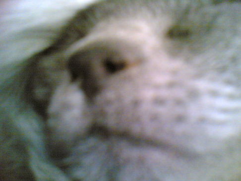 Picture of a cat / kitten / feline