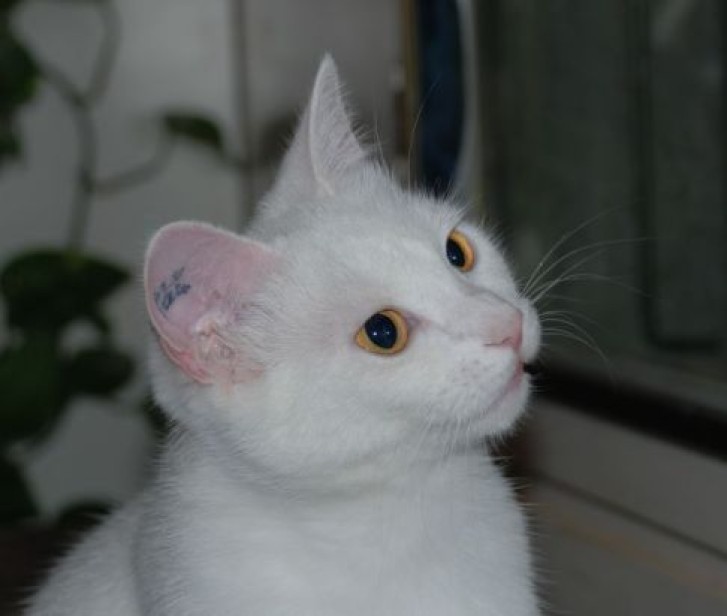 Picture of a cat / kitten / feline