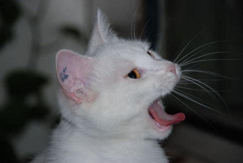 Picture of a cat / kitten / feline