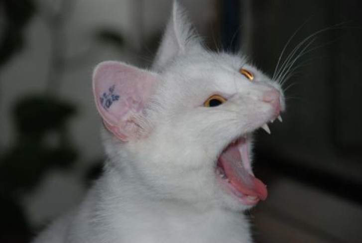 Picture of a cat / kitten / feline