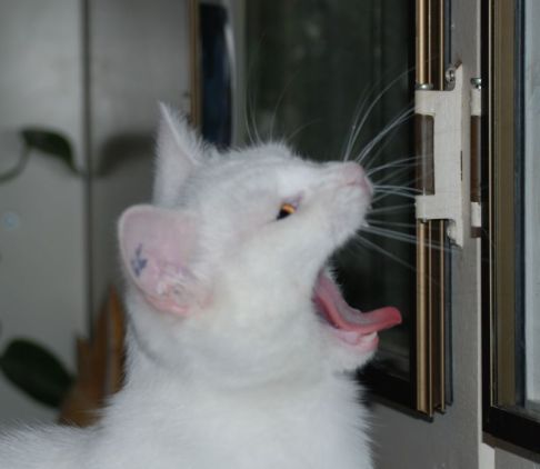 Picture of a cat / kitten / feline