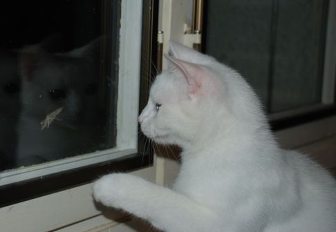 Picture of a cat / kitten / feline