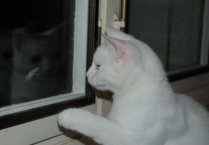 Picture of a cat / kitten / feline