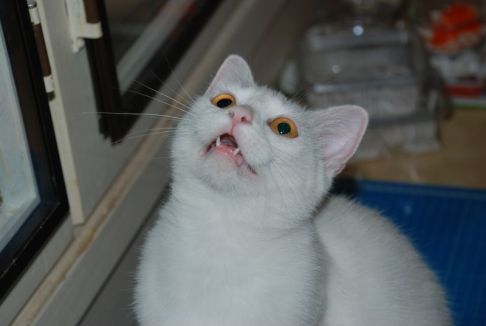 Picture of a cat / kitten / feline