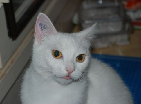 Picture of a cat / kitten / feline