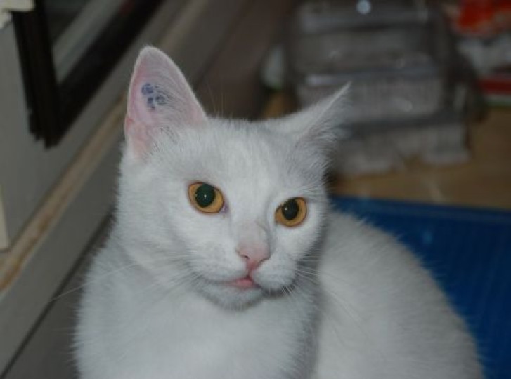 Picture of a cat / kitten / feline