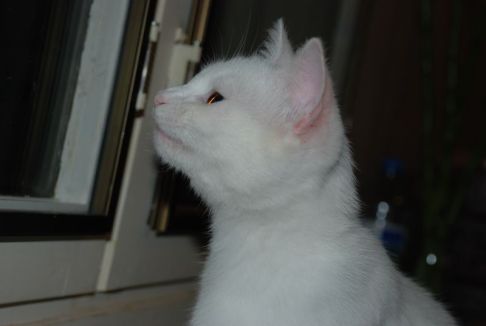 Picture of a cat / kitten / feline