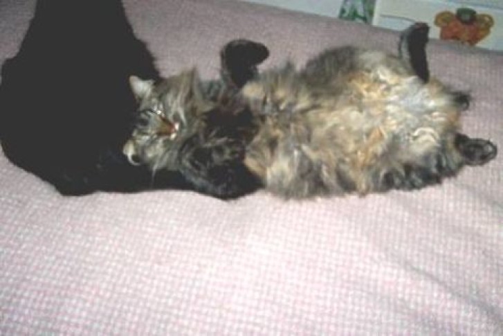 Picture of a cat / kitten / feline