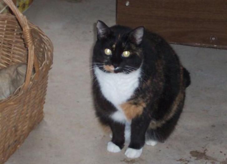 Picture of a cat / kitten / feline