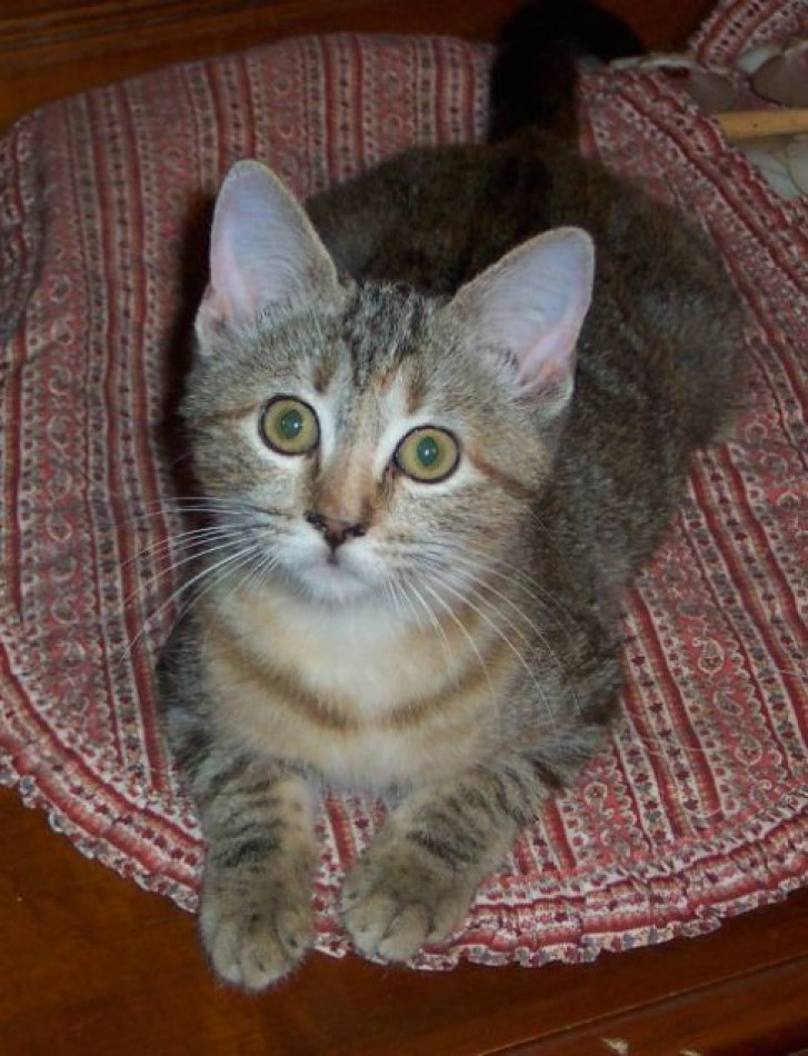 Picture of a cat / kitten / feline