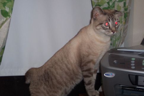 Picture of a cat / kitten / feline