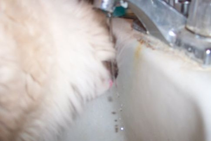 Picture of a cat / kitten / feline