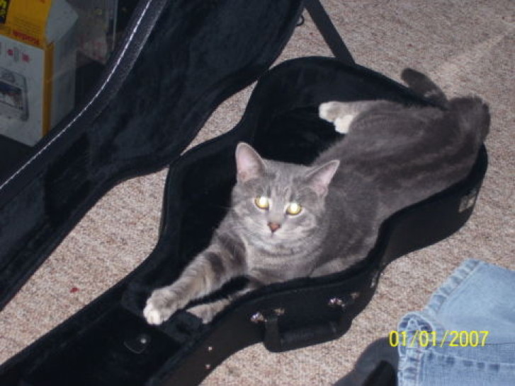 Picture of a cat / kitten / feline