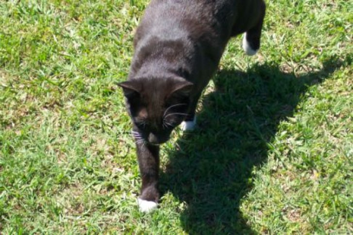 Picture of a cat / kitten / feline