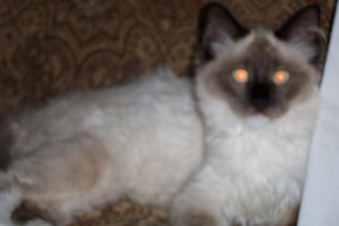 Picture of a cat / kitten / feline