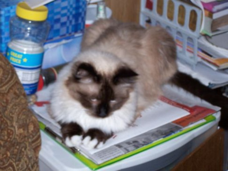 Picture of a cat / kitten / feline