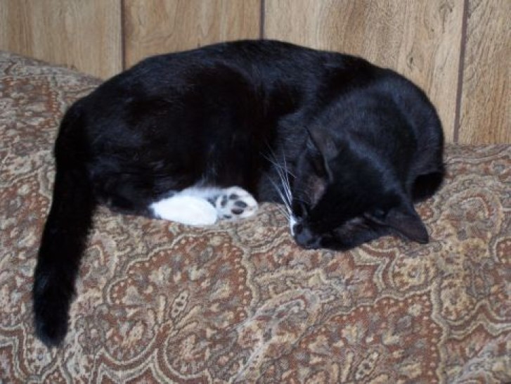 Picture of a cat / kitten / feline