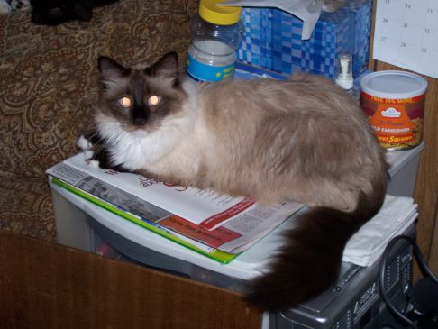 Picture of a cat / kitten / feline