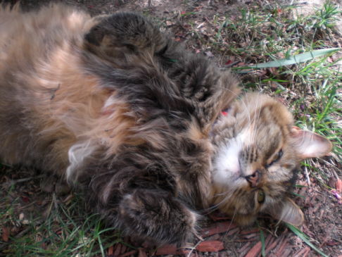 Picture of a cat / kitten / feline