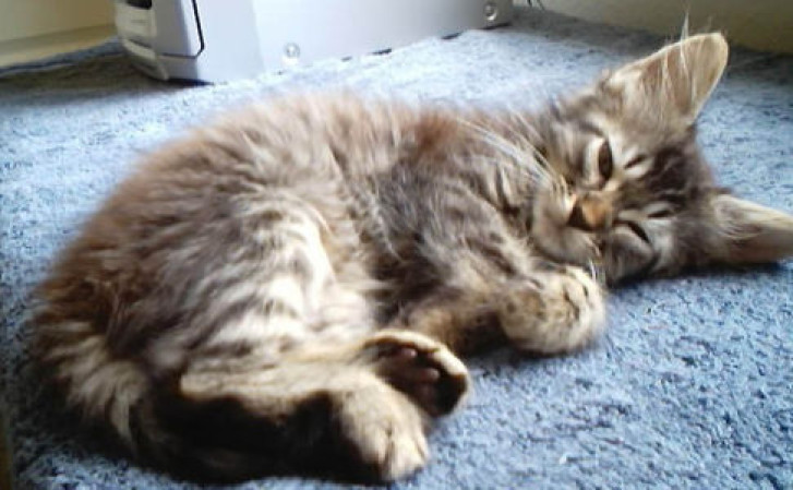 Picture of a cat / kitten / feline