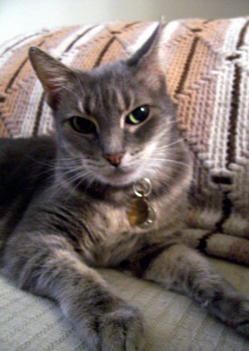 Picture of a cat / kitten / feline