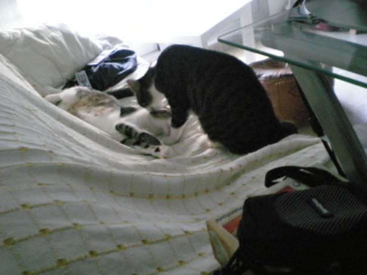 Picture of a cat / kitten / feline