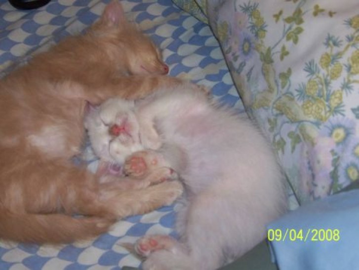 Picture of a cat / kitten / feline