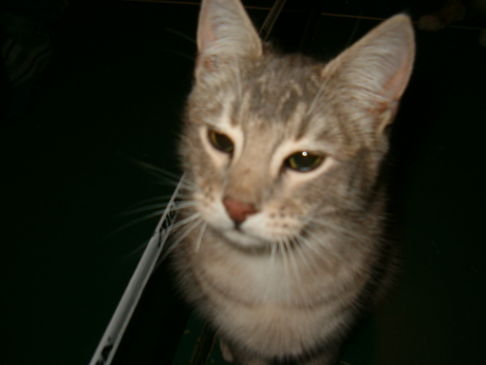 Picture of a cat / kitten / feline