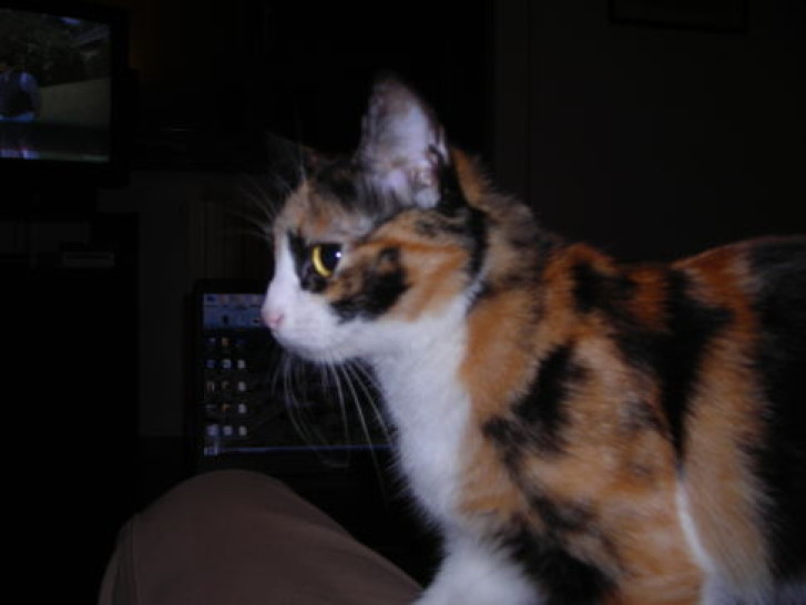 Picture of a cat / kitten / feline