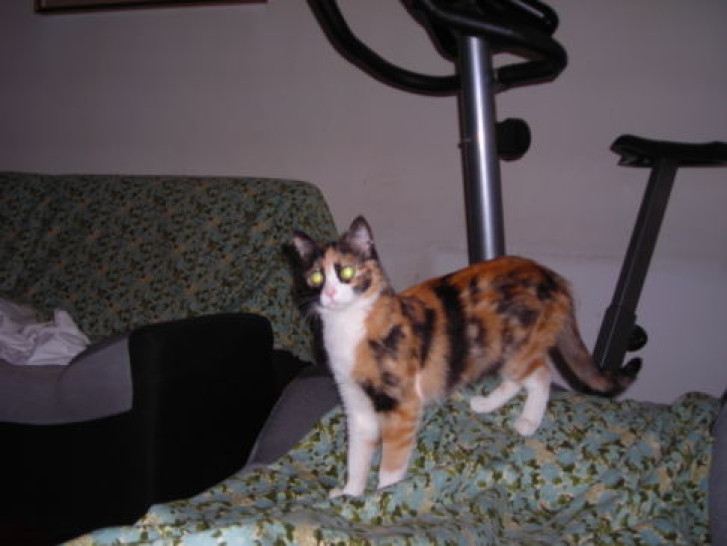 Picture of a cat / kitten / feline