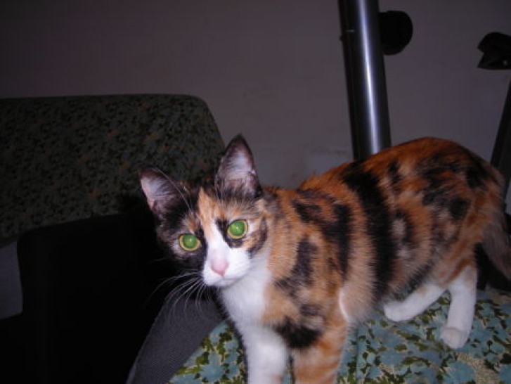 Picture of a cat / kitten / feline