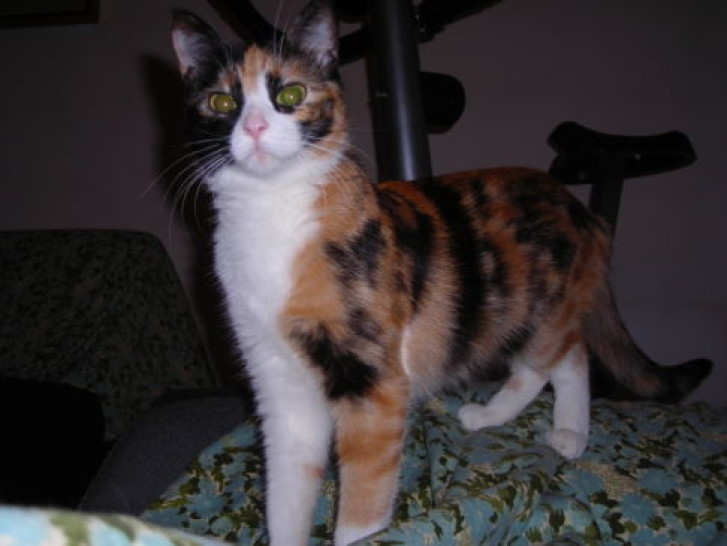 Picture of a cat / kitten / feline