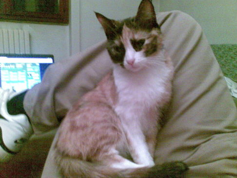 Picture of a cat / kitten / feline