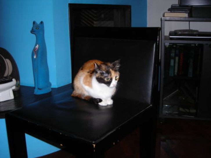 Picture of a cat / kitten / feline