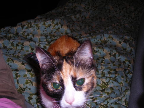 Picture of a cat / kitten / feline