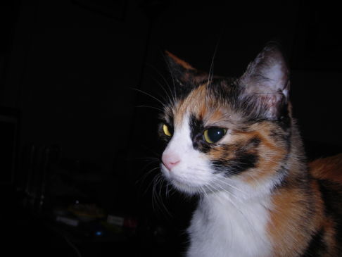 Picture of a cat / kitten / feline