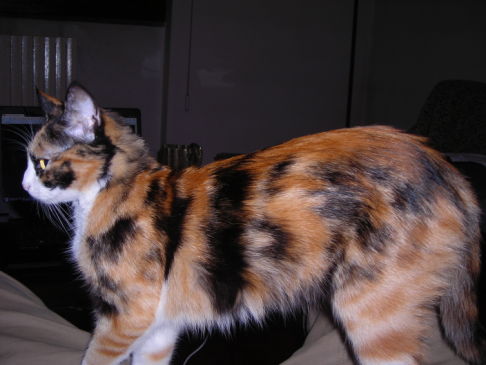 Picture of a cat / kitten / feline