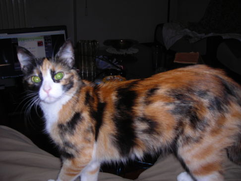 Picture of a cat / kitten / feline