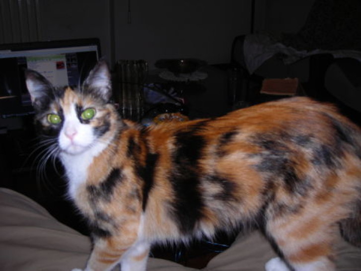 Picture of a cat / kitten / feline