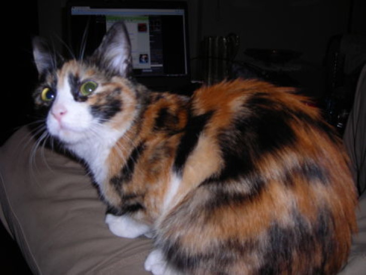 Picture of a cat / kitten / feline