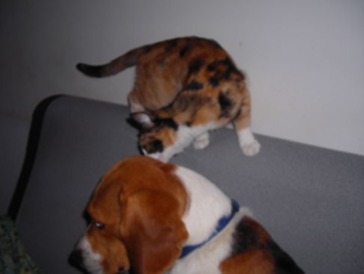 Picture of a cat / kitten / feline